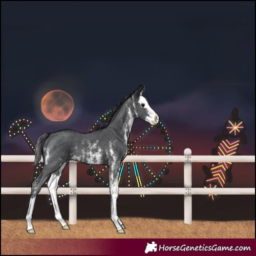 Horse Color:Black Sabino Splash