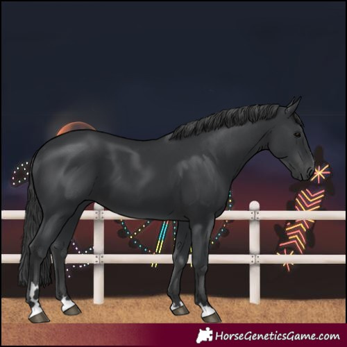 Horse Color:Black 