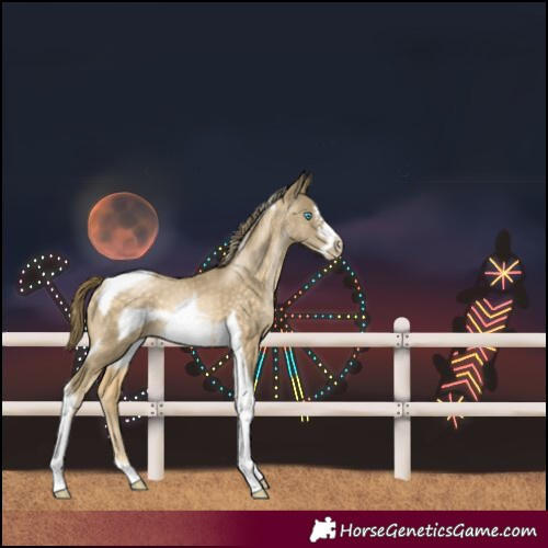 Horse Color:Buckskin Pearl Tobiano Frame 
