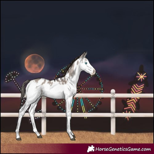Horse Color:Brown Dun Splash Near Leopard