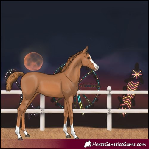 Horse Color:Chestnut Splash