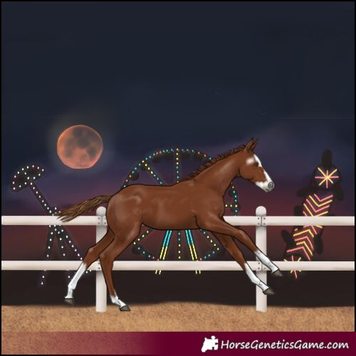 Horse Color:Gray Chestnut Splash