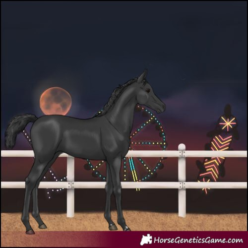 Horse Color:Black Rabicano 