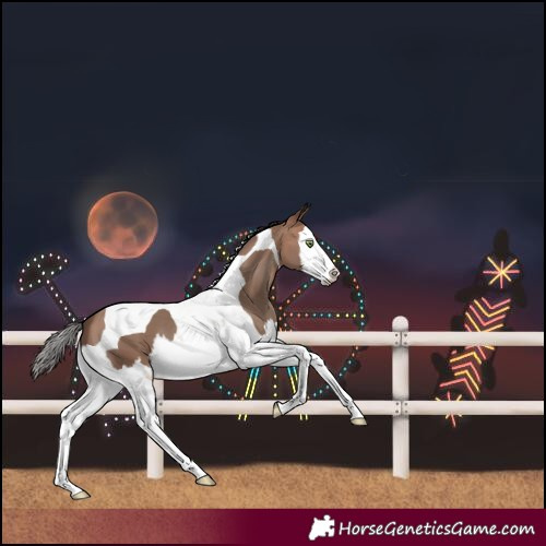 Horse Color:Sable Champagne Splash Tobiano 