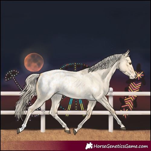 Horse Color:Palomino Roan Dun Blanket  and Palomino Roan Dun Blanket 