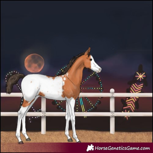 Horse Color:Bay Splash Snowcap 