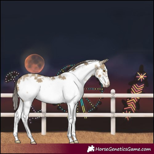 Horse Color:Classic Cream Champagne Sabino Splash Frame