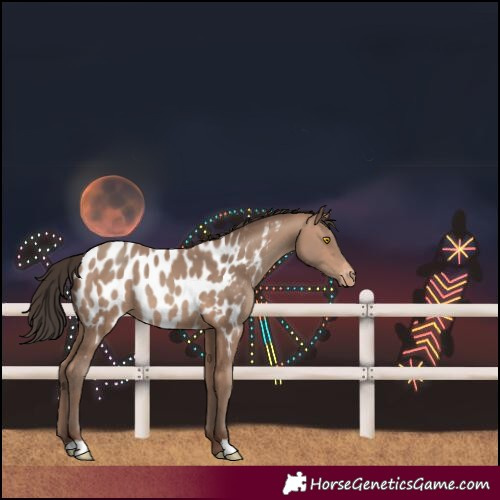 Horse Color:Sable Champagne Near Leopard Rabicano
