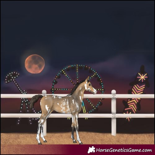 Horse Color:White Spotted Buckskin Sabino