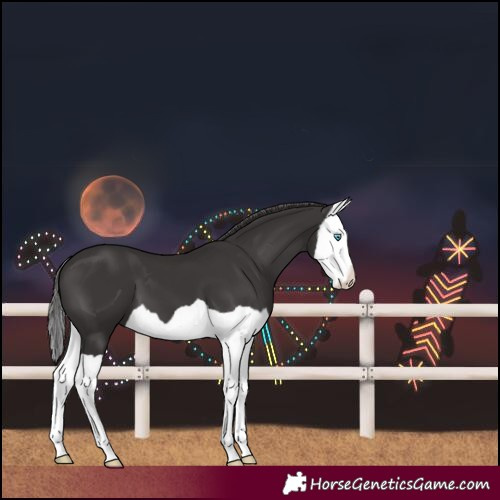 Horse Color:Smoky Black Splash 