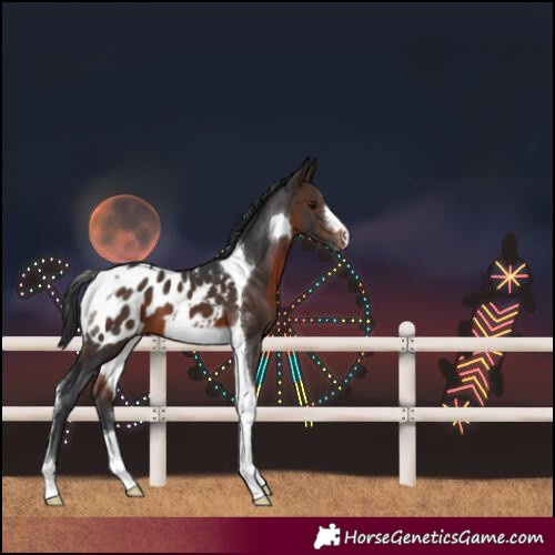 Horse Color:Brown Tobiano Blanket