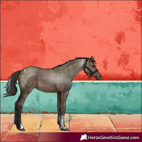 Horse Color:Powder White Brown Dun