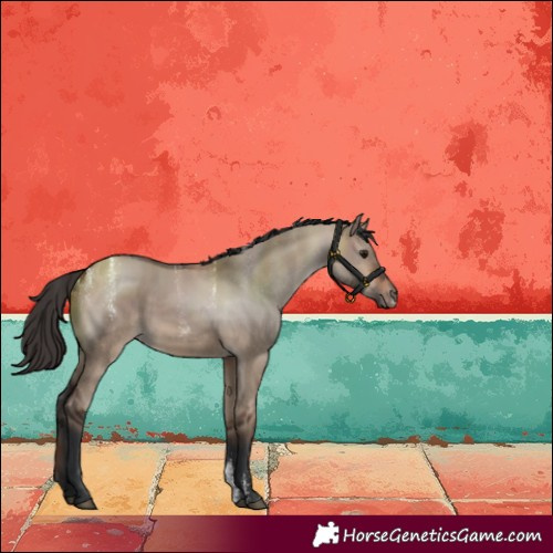 Horse Color:Powder White Bay Dun 