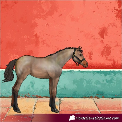 Horse Color:Bay Dun