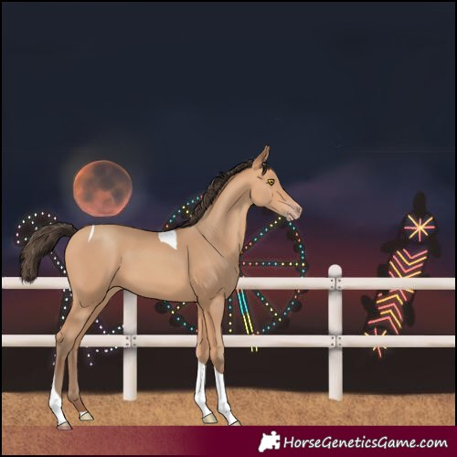 Horse Color:Amber Champagne Tobiano