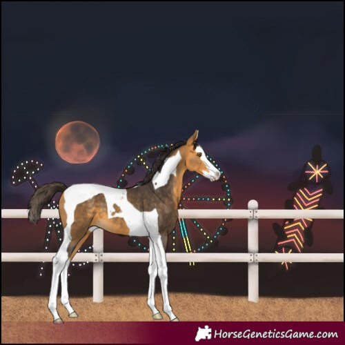 Horse Color:Buckskin Splash Tobiano 