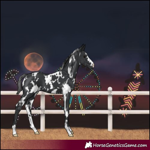 Horse Color:White Spotted Black 