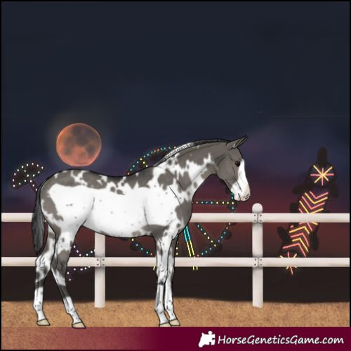 Horse Color:White Spotted Grullo Frame Rabicano 