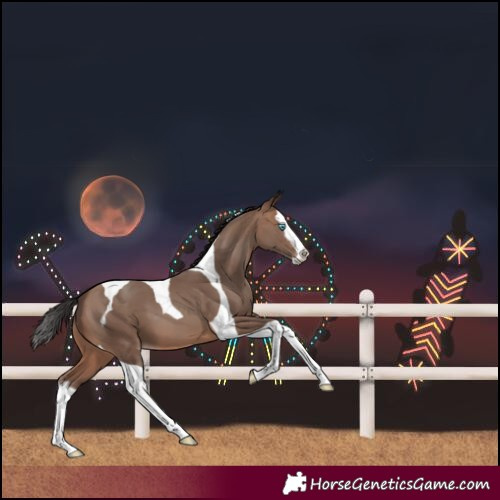 Horse Color:Sable Champagne Splash Tobiano