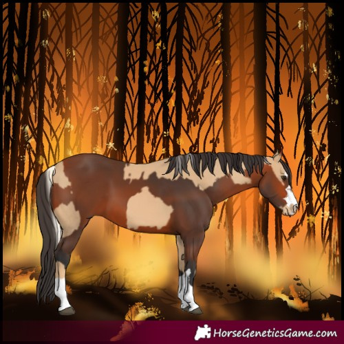 Horse Color:Chestnut Mushroom Varnish  and Bay 