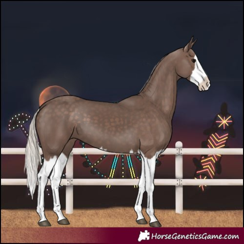 Horse Color:Silver Black Splash
