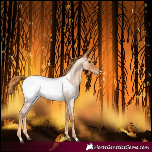 Horse Color:Red Roan Snowcap 
