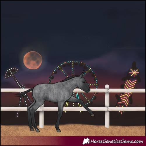 Horse Color:Blue Roan