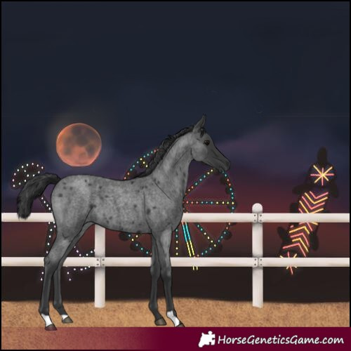 Horse Color:Blue Roan