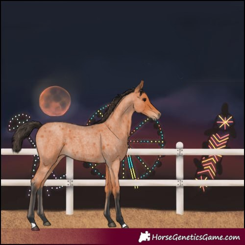 Horse Color:Bay Roan 