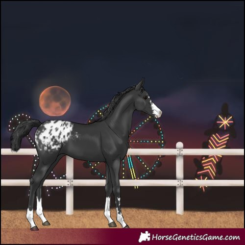 Horse Color:Black Blanket