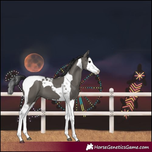 Horse Color:Grullo Splash Tobiano