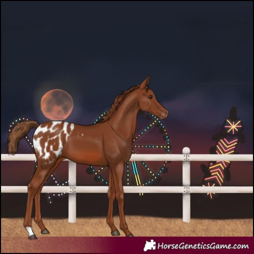 Horse Color:Chestnut Blanket