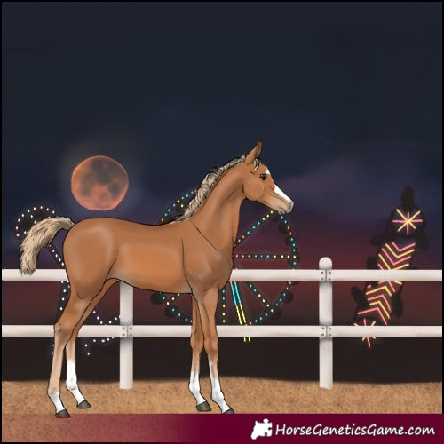 Horse Color:Chestnut 