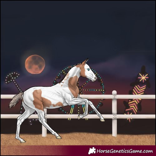 Horse Color:Gold Champagne Splash Tobiano