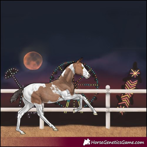 Horse Color:Sable Champagne Splash Tobiano
