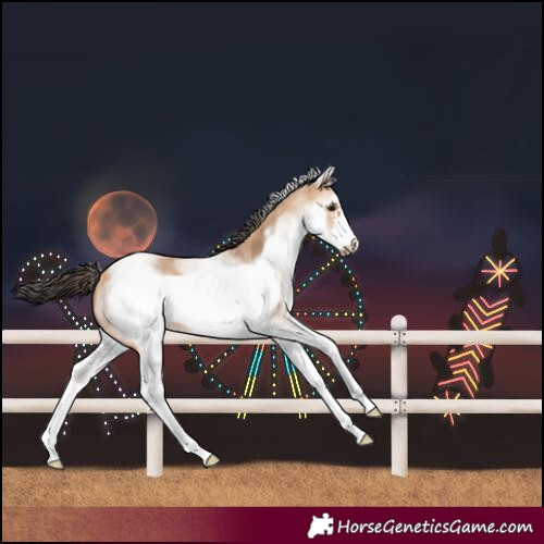 Horse Color:White Spotted Bay Dun Frame