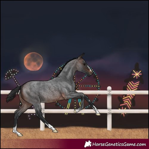 Horse Color:Brown Roan
