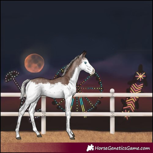 Horse Color:Silver Black Splash 