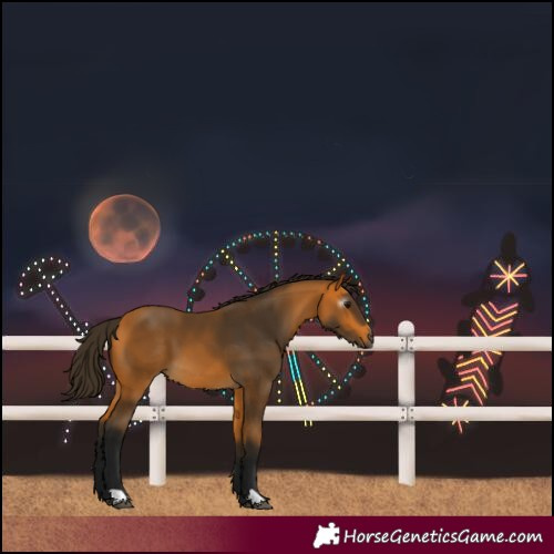Horse Color:Gray Buckskin 