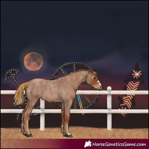 Horse Color:Gray Red Roan