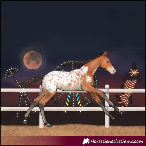 Horse Color:Bay Blanket 