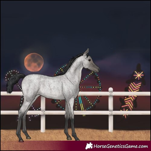 Horse Color:Grullo Roan Rabicano