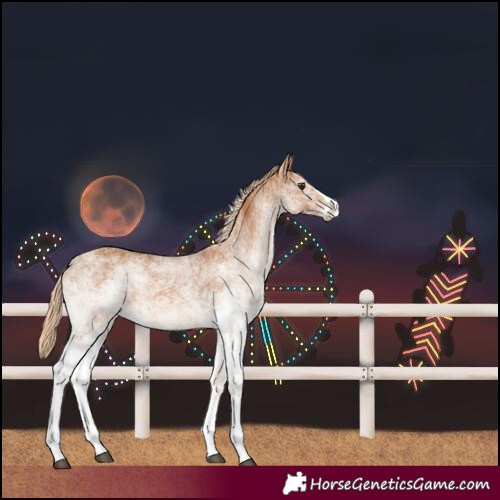 Horse Color:White Spotted Chestnut Splash 