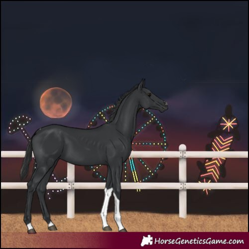 Horse Color:Black Tobiano
