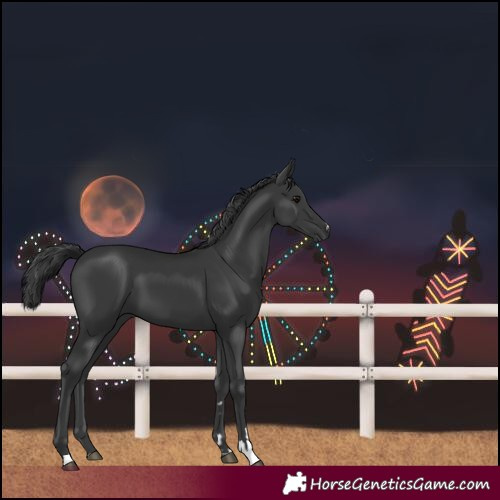 Horse Color:Black 