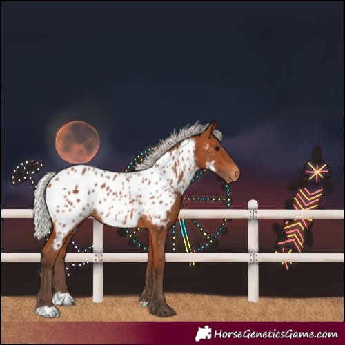 Horse Color:Silver Bay Near Leopard 