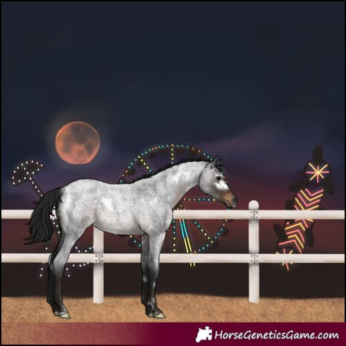 Horse Color:Gray White Spotted Brown Roan 