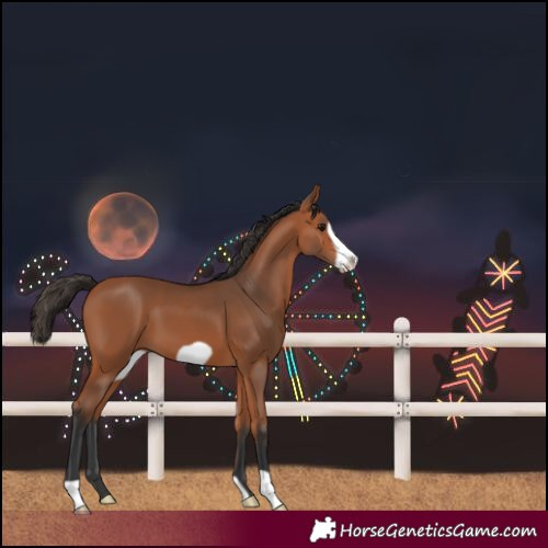 Horse Color:Bay Frame