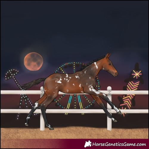 Horse Color:White Spotted Bay