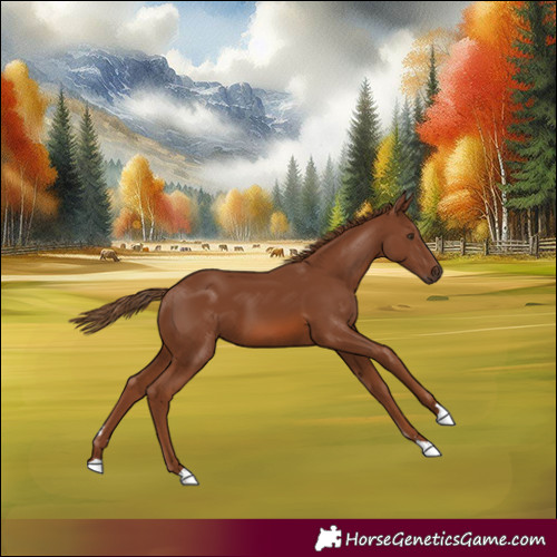 Horse Color:Chestnut 
